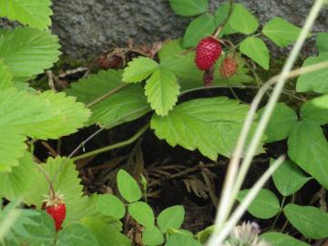 グリーン造園　野イチゴ