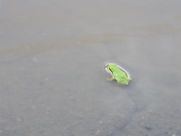 グリーン造園　カエル