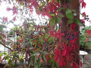 グリーン造園　　ナツヅタの紅葉