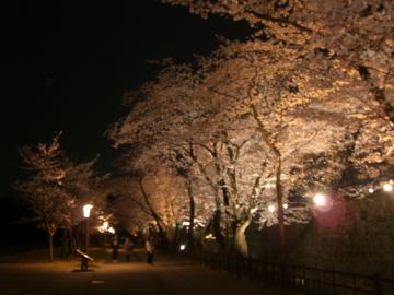 石川門内堀　夜桜