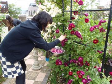 マネージャー花びら取り