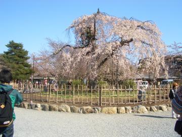 渡月橋から見た枝垂れ桜