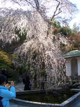 水辺に映る枝垂れ桜