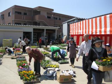 ５０円からの花苗・野菜苗市