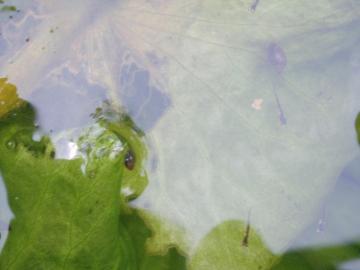 メダカの稚魚