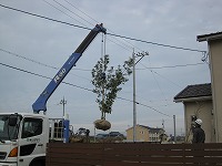 アラカシ　福井市K様邸　到着