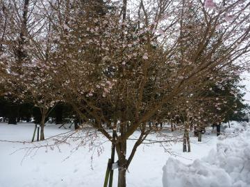 冬桜1