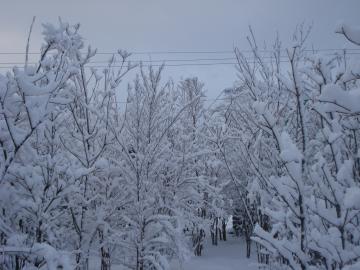 雪景色1