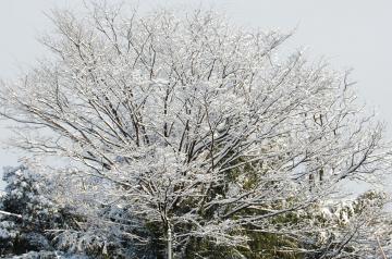 雪景色2