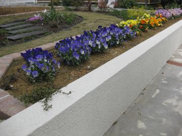 Ｔ様邸　パンジーとビオラの花壇