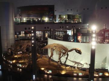 48体（たしか）の恐竜骨格標本　常設展示