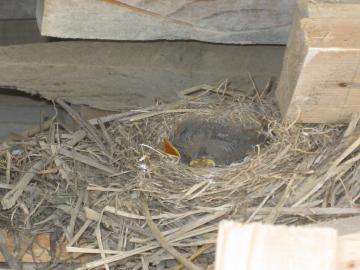 別のヒナ　名前は不明