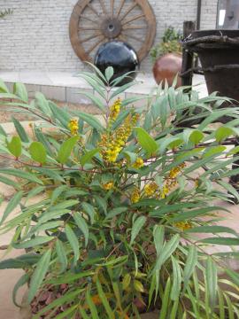 マホニア　コンフューサー　黄色い房状の花