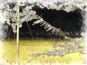 夜桜と鯉のぼり　勝山市　九頭竜川堤防