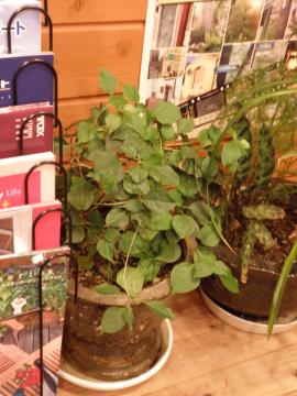 ブーゲンビレア　鉢植え
