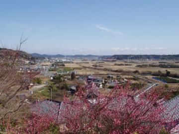 梅　名古屋