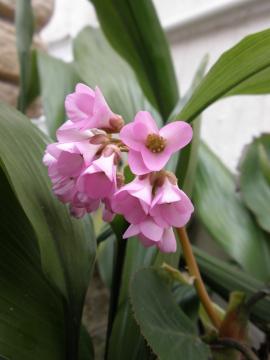 ヒマラヤユキノシタ　花