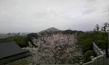 愛知県　桜