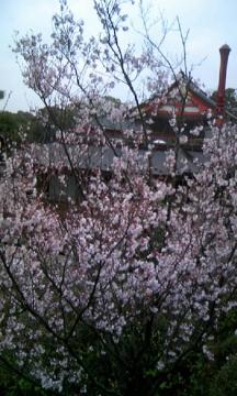 愛知県　植栽