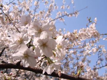 桜　愛知