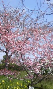 名古屋市　植木　桜