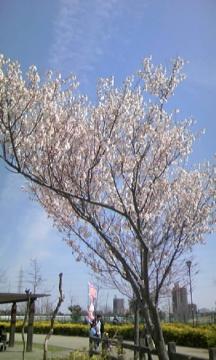 名古屋　桜　木