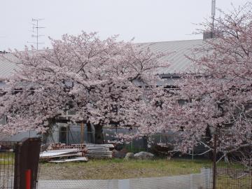 蟹江　桜　