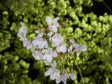 夜桜　愛知