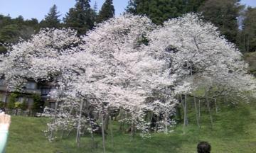 桜　満開