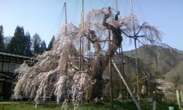 桜　植栽