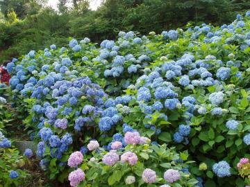 愛知県　庭　