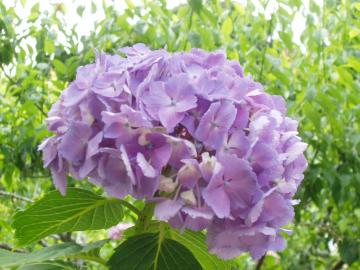 梅雨　紫陽花