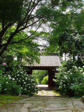 あじさい寺　愛知