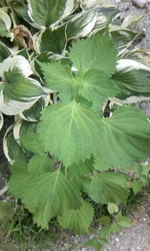 植栽　愛知　名古屋