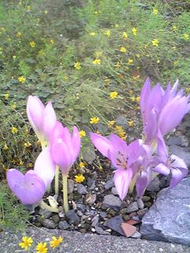 イヌサフラン　紫　秋の花　ガーデン　名古屋　