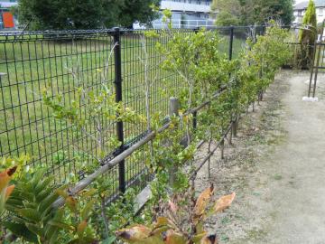 garden 愛知