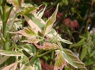 愛知県　植栽
