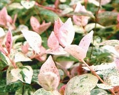 名古屋市　植木