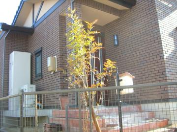 シマトネリコ　植栽　一条工務店