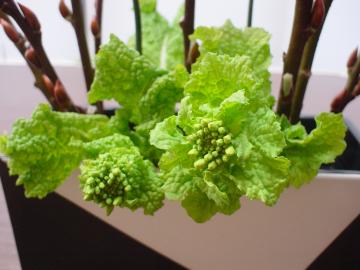 菜の花　外構　名古屋