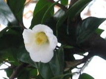 植栽　愛知県