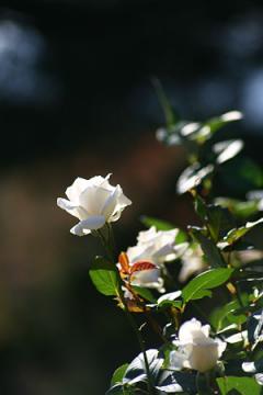 rose garden