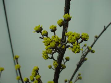 サンシュユ　花　庭工事