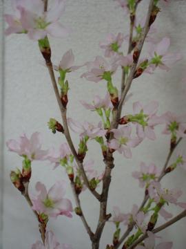 名古屋　桜　開花