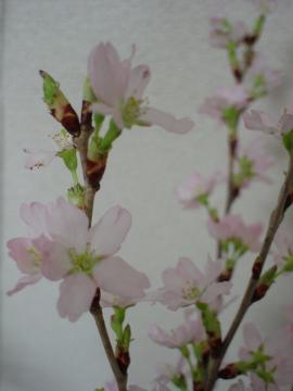 愛知　ガーデン　庭　桜