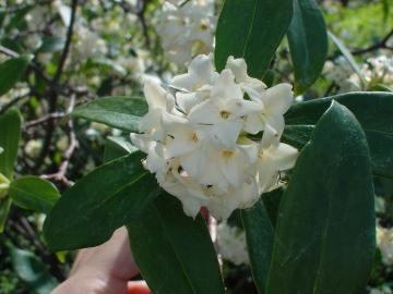 ジンチョウゲ　香りのする花