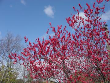 カンヒザクラ　桜　名古屋