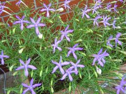 isotoma 