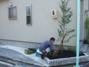 ヒメシャラ　植木　植栽