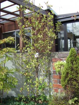 植栽 ヒメリンゴ 愛知